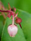 USA-Washington State Salal blossoms Art Print